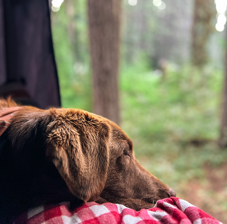 img servicios pet friendly